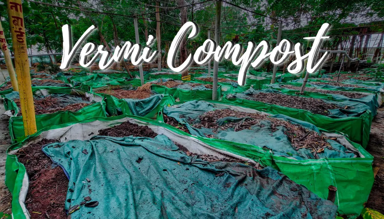 Vermi Compost