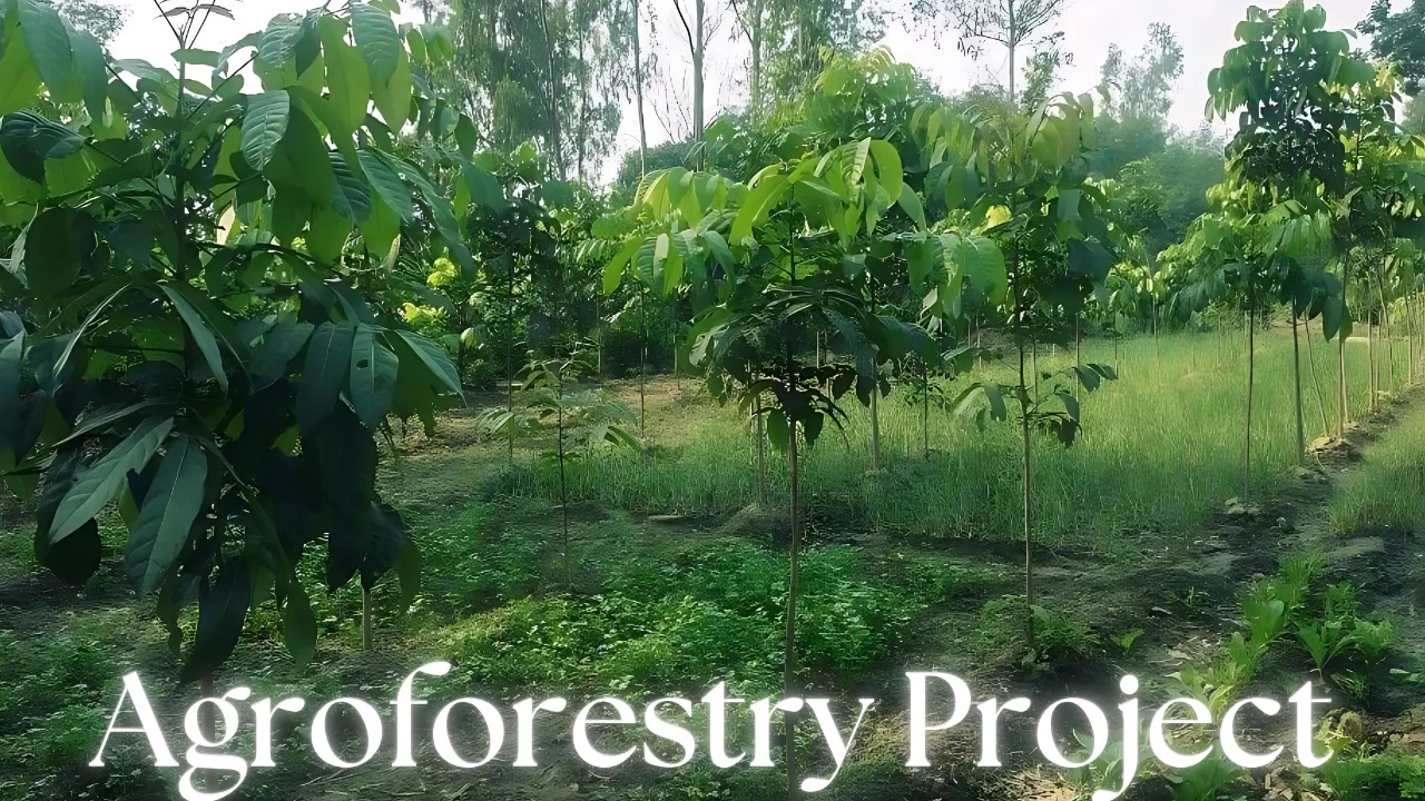 Agroforestry Project