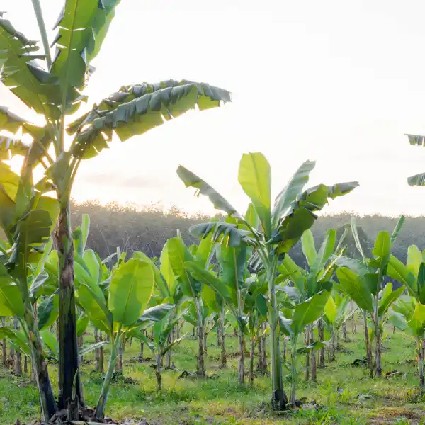 banana-farming-1