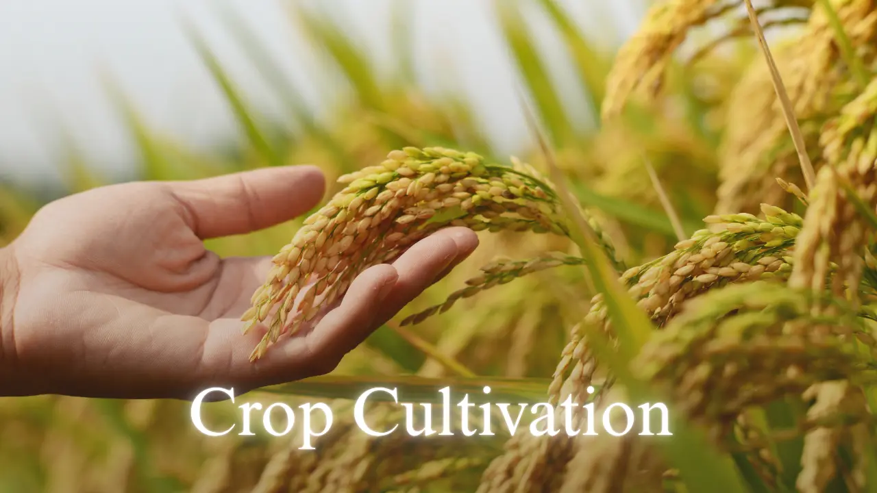 Crop Cultivation